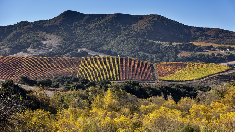 Vineyard in Buellton, California