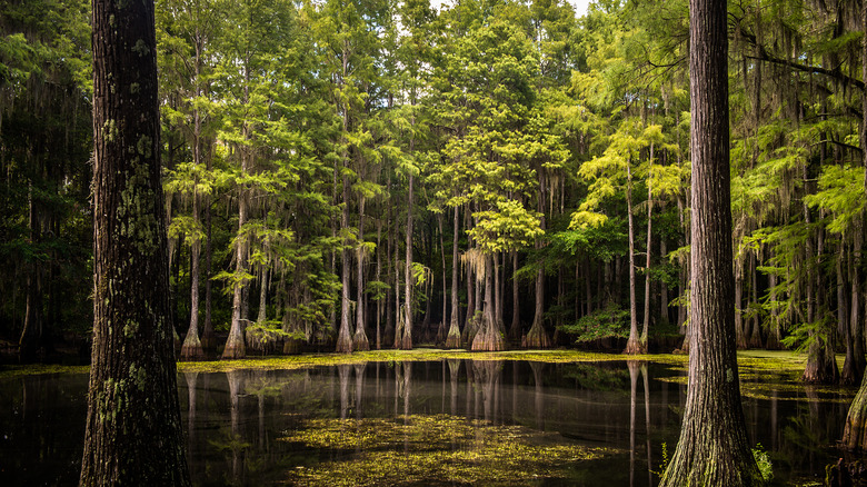 Mangrove swamps near Tallahassee