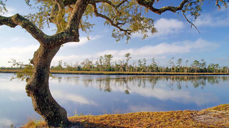 Trees and river in Ochlockonee River State Park, Florida