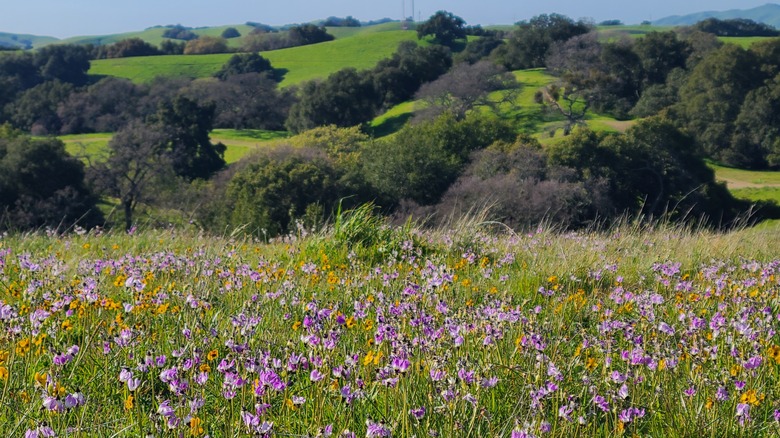 wildflower fields near Dublin, California