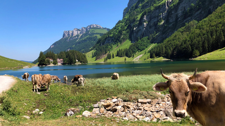 Dairy cows by a mountain lake