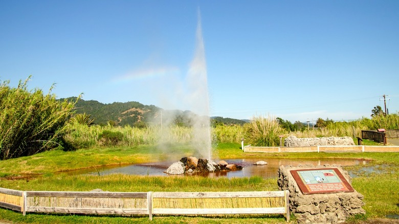 Calistoga, California's Old Faithful Geyser on a sunny day