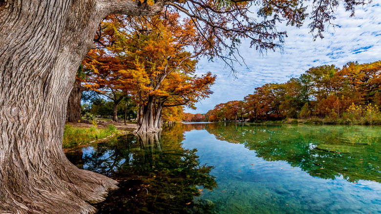 bald cypress trees