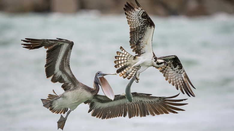 Two pelicans flying in Sebastian