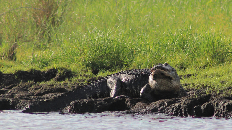 An American alligator on the banks of Lake Okeechobee