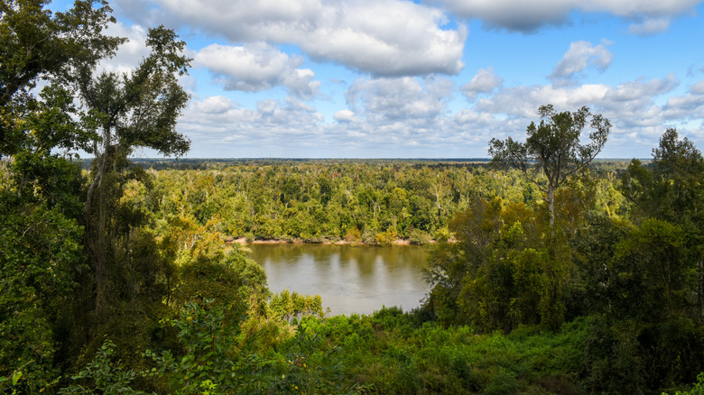 A view of the Apalachicola River from the bluffs near the Garden of Eden Trail