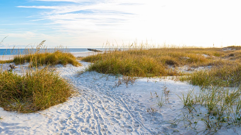 Beach dunes lined with grass