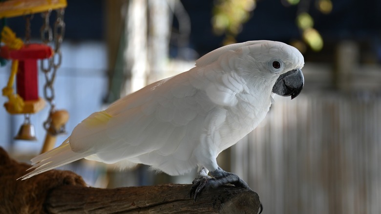 A Moluccan cockatoo at the Wonder Gardens in Florida