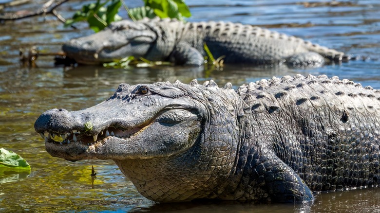 Two alligators in a swamp in the Everglades in Florida