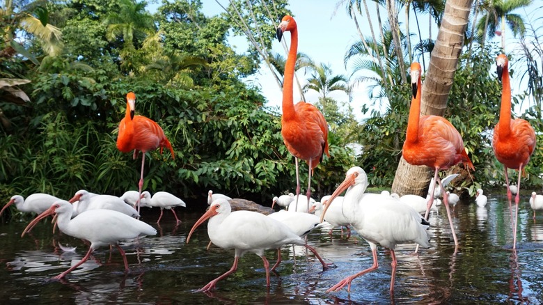 Pink American flamingoes at a park in Florida