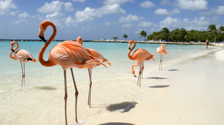 Aruba flamingo beach