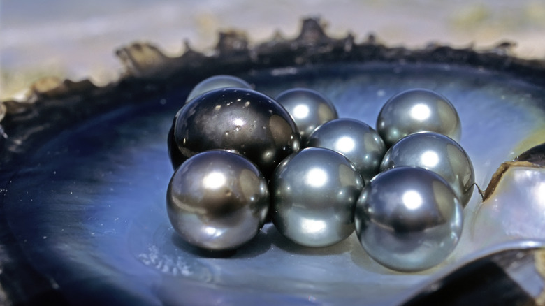 Nine luscious black lipped oyster pearls