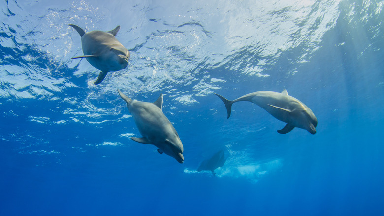 Dive with three playful dolphins in Rangiroa