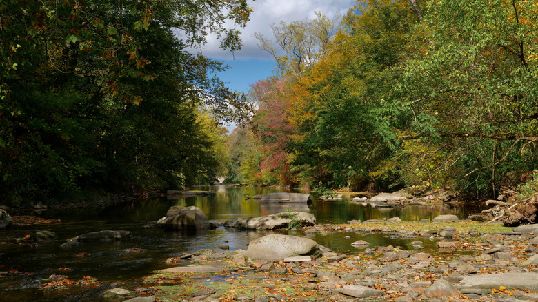 The forest in cumberland valley, PA