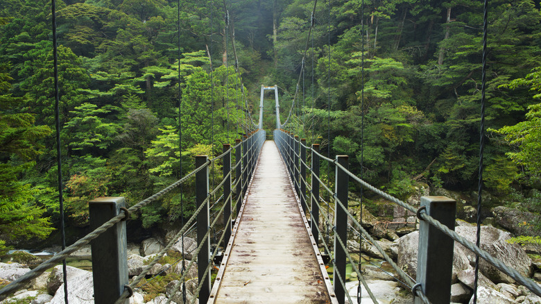 Yakushima Island forest bridge path