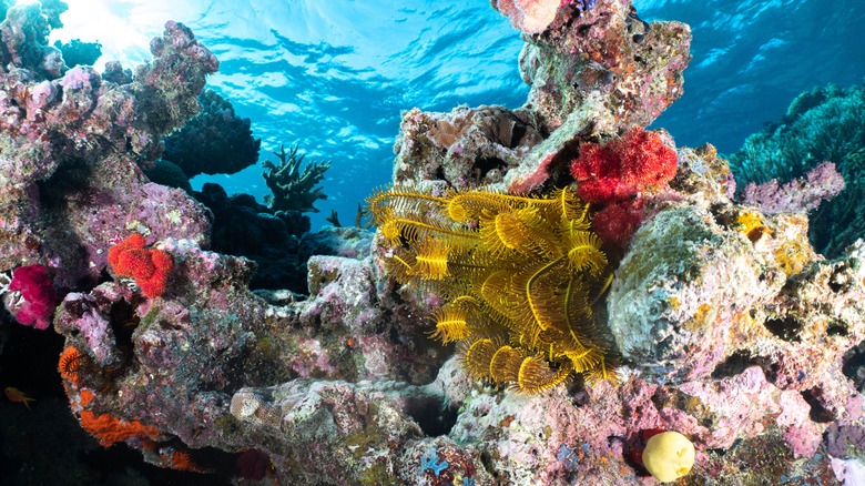 Sososomo Strait soft corals