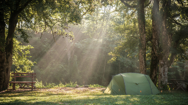 Camping in the woods