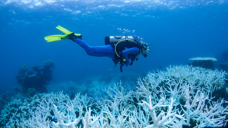 scuba diver swimming over bleached coral reef