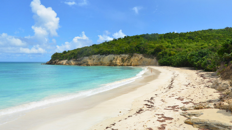 Bush Bay in Antigua