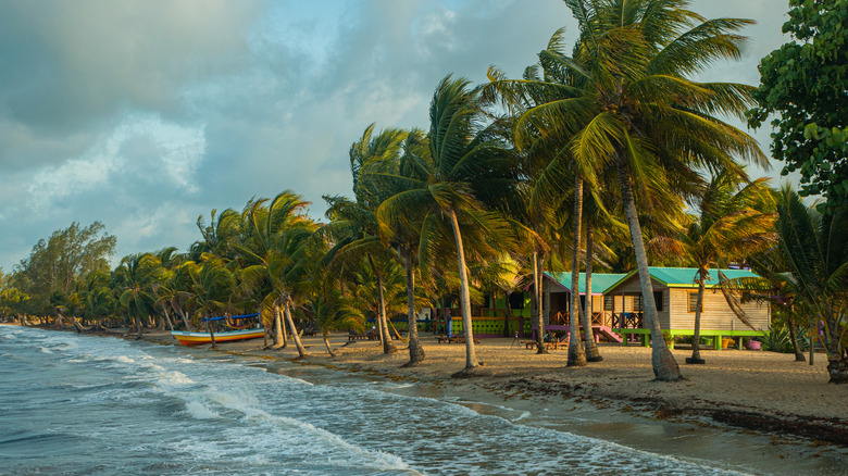 palm trees in Hopkins, Belize