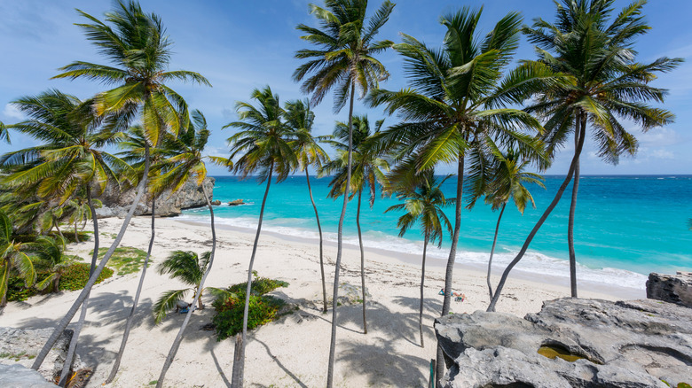 palm trees in Bottom Bay