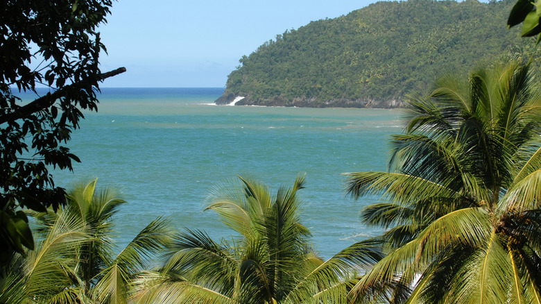 Playa El Valle palm trees