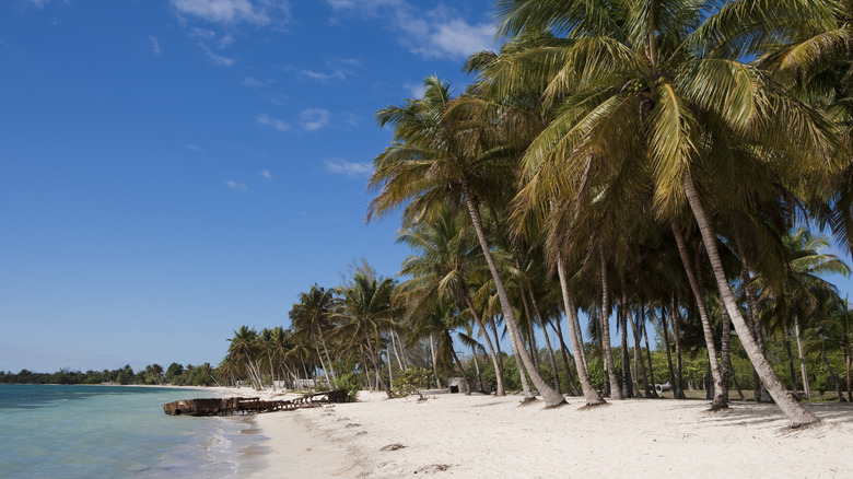 palm trees in Playa Larga