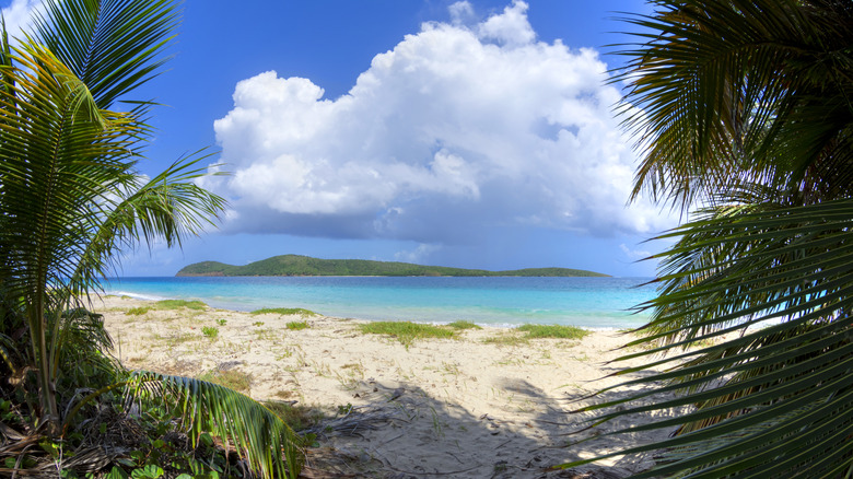 palm trees on Playa Zoni