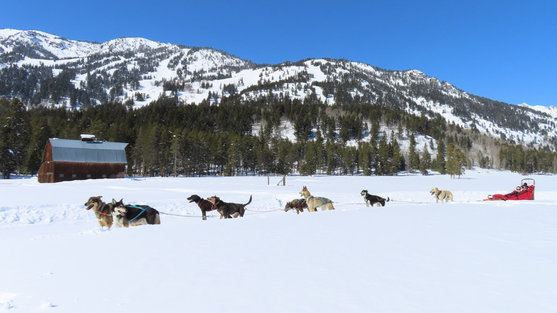 People dog-sledding in Jackson Hole