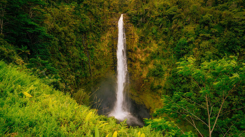 'Akaka Falls in the Hawaii's Hamakua Coast