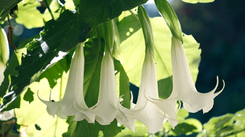 White Angel's Trumpet flowers hanging off plant