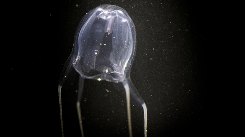 Box jellyfish