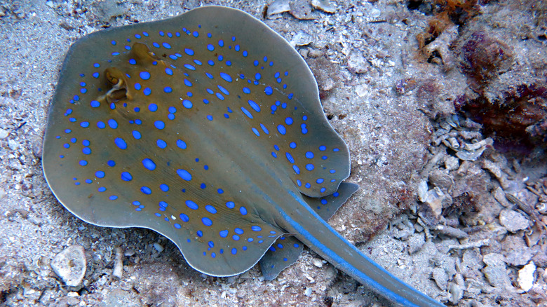 broad stingray underwater