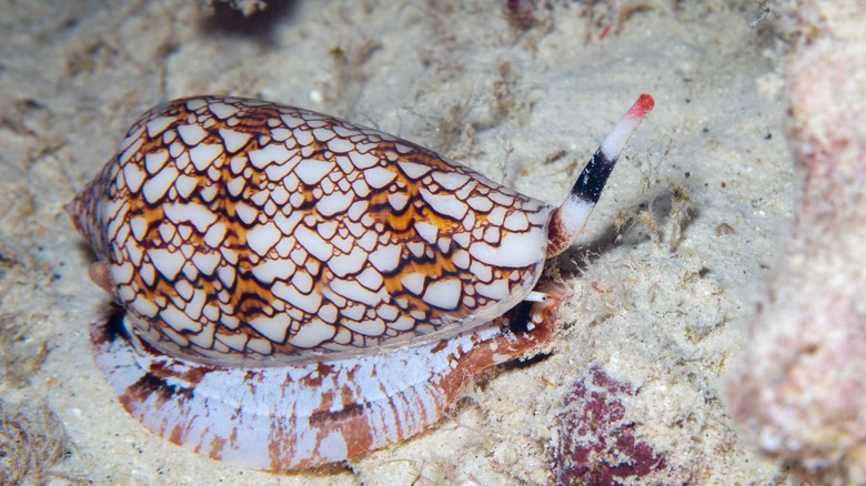 Patterned cone snail on sand