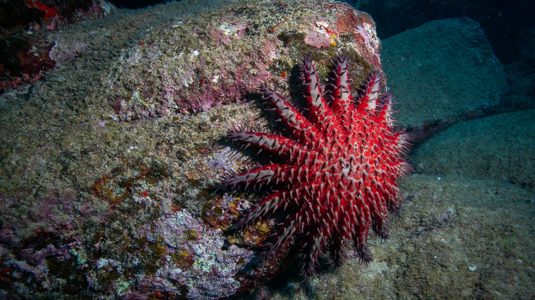 Red Crown-of-Thorns starfish on a rock