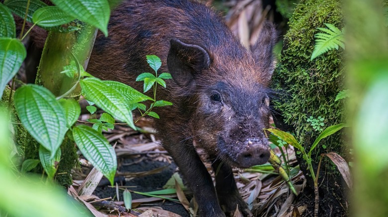 Hawaiian feral pig surrounded by plants