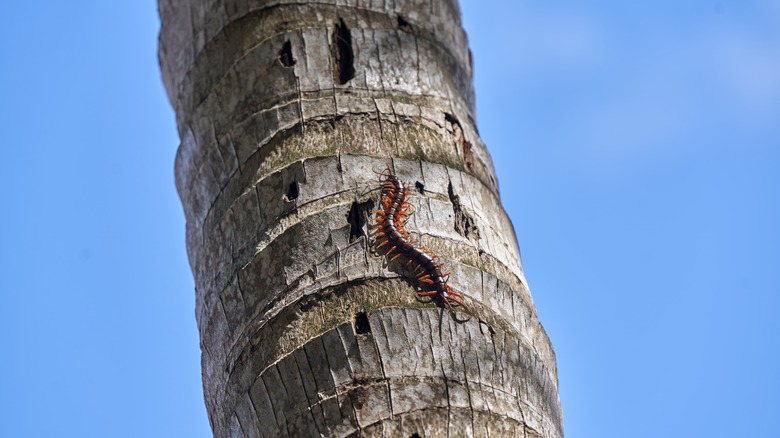 Giant centipede crawling up a tree trunk