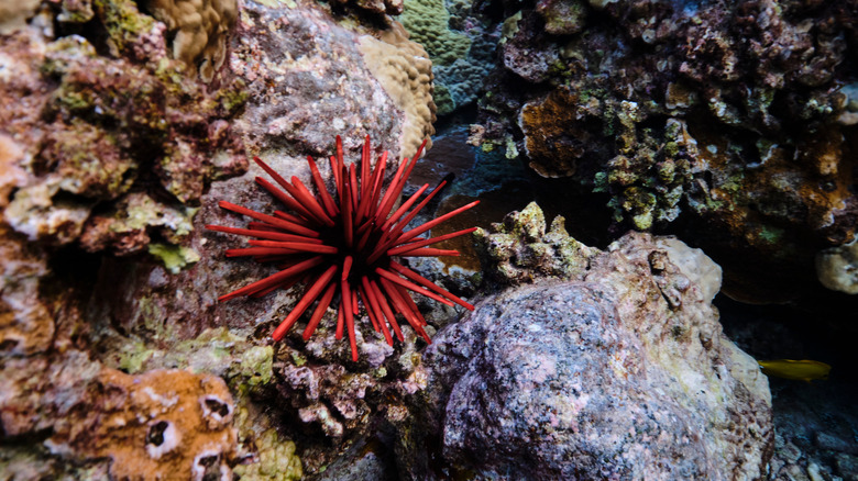 Red sea urchin on a rock in Hawaii