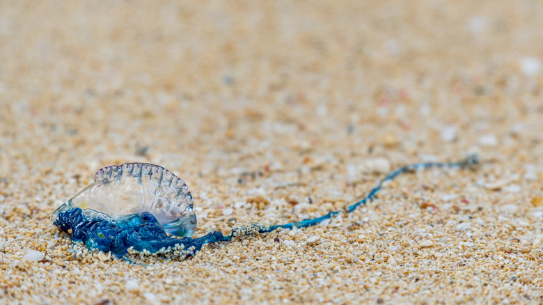 Blue and transparent Man O' War on sand