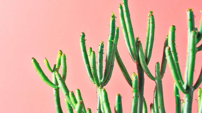 Pencil plants against pink background