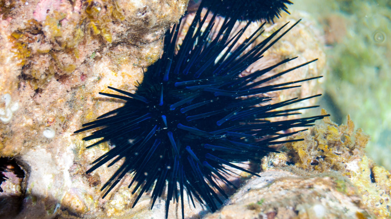 Black spiky sea urchin resting on a rock