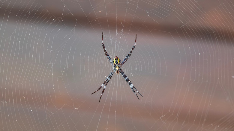 Hawaiian garden spider