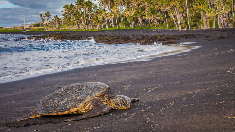 Large turtle lying on black sand beach with palms trees in the background