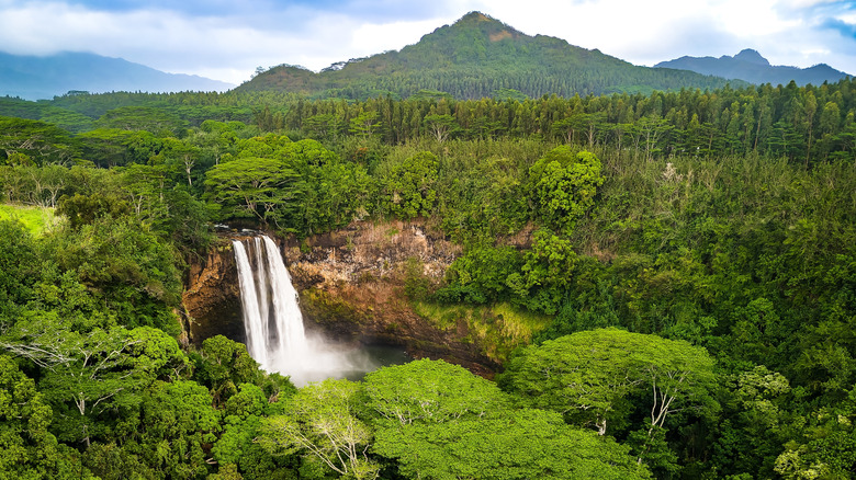 A bird's eye view of the Uluwehi Falls surrounded by a forest