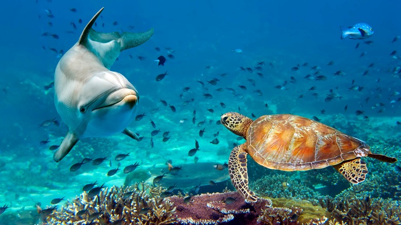 Dolphin and turtle swimming