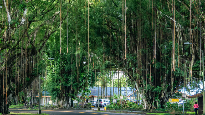 Banyan Tree drive in Hilo