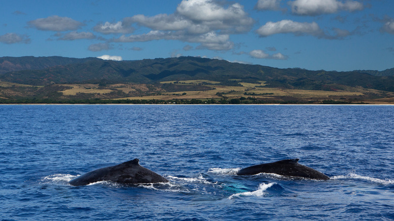 Two whales swimming off the coast of Kauai, Hawaii