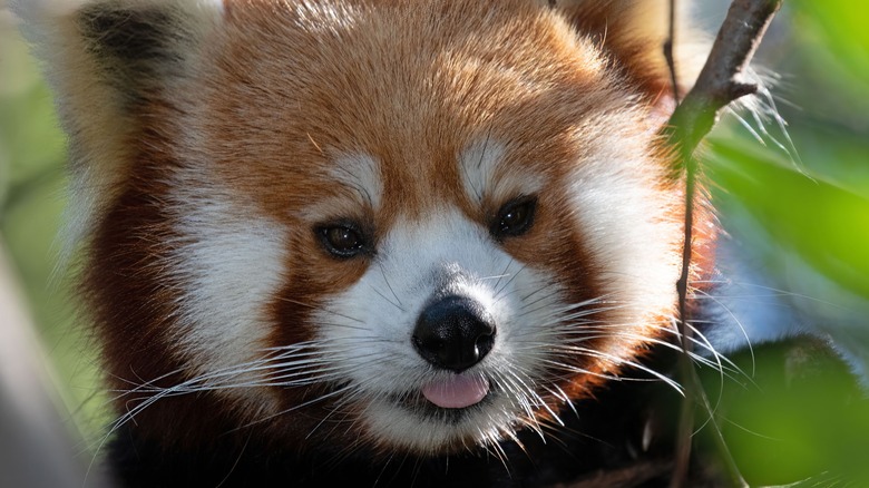 Closeup of a red panda