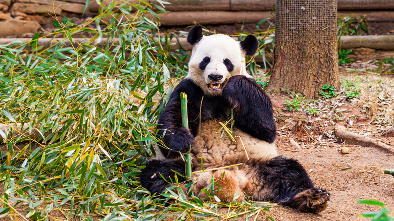 giant panda eating bamboo