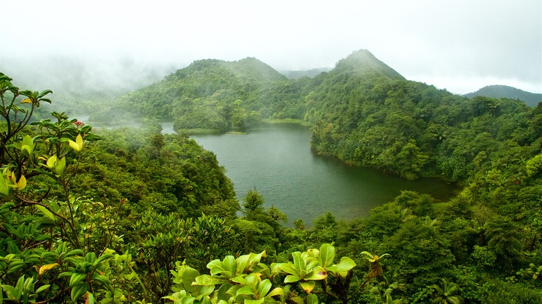 lush dominica lake mountains forest